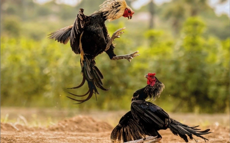 Phương pháp huấn luyện gà chiến dẻo dai và quyết đoán